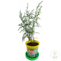 Набор "Вырасти, Дерево!" Кипарис аризонский