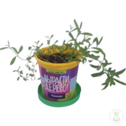 Набор "Вырасти, Дерево!" Лаванда