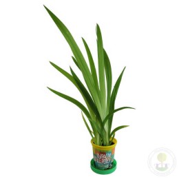 Набор "Вырасти, Дерево!" Леопардовая лилия