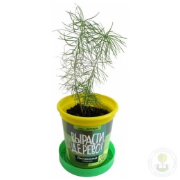 Набор "Вырасти, Дерево!" Лиственница сибирская