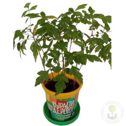 Набор "Вырасти, Дерево!" Мыльное дерево