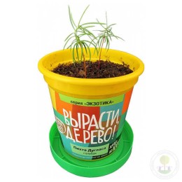 Набор "Вырасти, Дерево!" Пихта Дугласа голубая