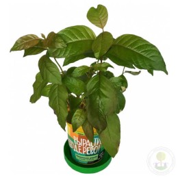 Набор "Вырасти, Дерево!" Помпонное дерево