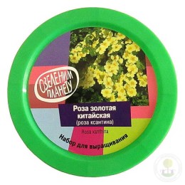 Набор "Вырасти, Дерево!" Роза золотая китайская