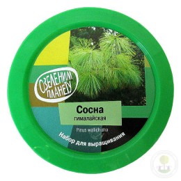 Набор "Вырасти, Дерево!" Сосна гималайская