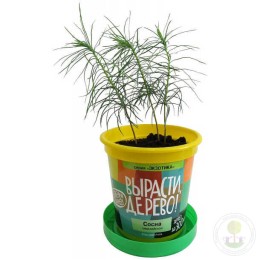 Набор "Вырасти, Дерево!" Сосна гималайская