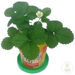 Набор "Вырасти, Дерево!" Земляника ананасная