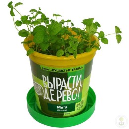 Набор "Вырасти, Дерево!" Мята яблочная