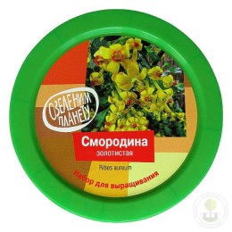 Набор "Вырасти, Дерево!" Смородина золотистая