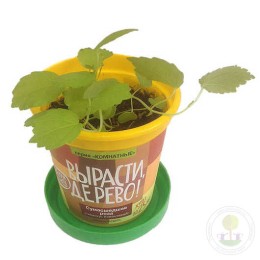 Набор "Вырасти, Дерево!" Сумасшедшая роза