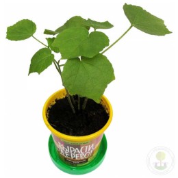 Набор "Вырасти, Дерево!" Сумасшедшая роза