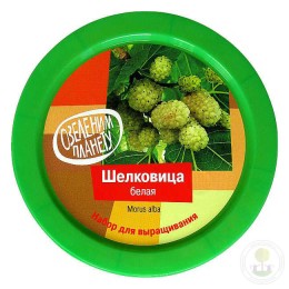 Набор "Вырасти, Дерево!" Шелковица белая