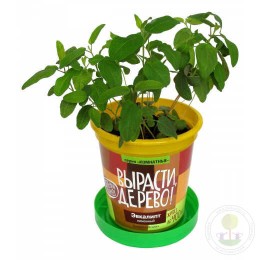 Набор "Вырасти, Дерево!" Эвкалипт лимонный