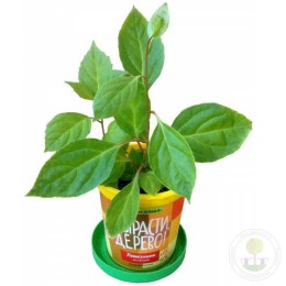 Набор "Вырасти, Дерево!" Лимонник китайский