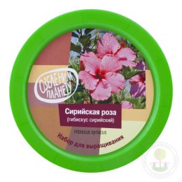 Набор "Вырасти, Дерево!" Сирийская роза