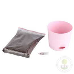 Набор "Тысяча листьев" Фиалковое дерево (жакаранда)