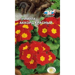 Примула Аккорд красный