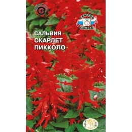 Сальвия Скарлет Пикколо