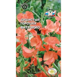 Душистый горошек Витторио