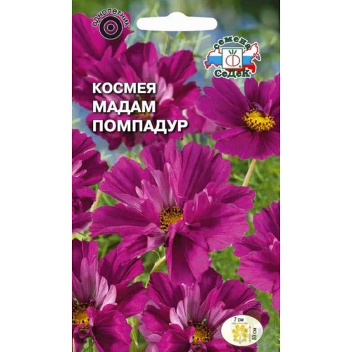 Космея Мадам Помпадур