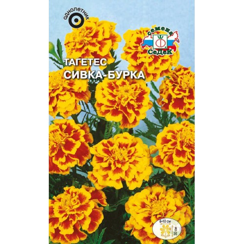 Тагетес Сивка-Бурка