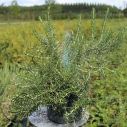 Розмарин лекарственный Рампант Бул