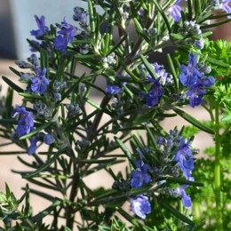 Розмарин лекарственный Рампант Бул