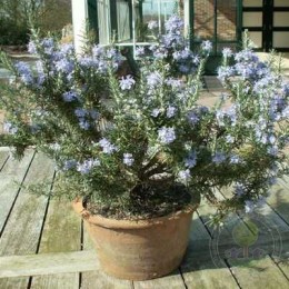 Розмарин лекарственный Рампант Бул