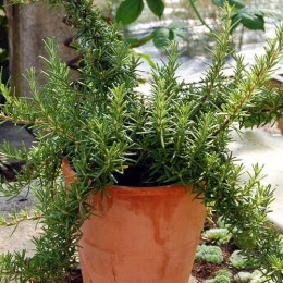 Розмарин лекарственный Рампант Бул