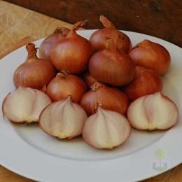 Лук-шалот Голден Гурмэ