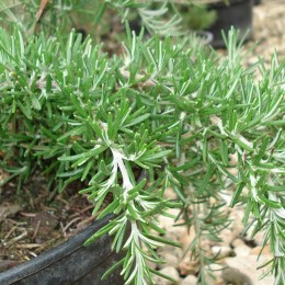 Розмарин лекарственный Корсикан Блю