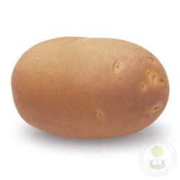 Картофель Инноватор