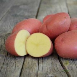 Картофель Родриго