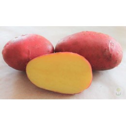 Картофель Балтик Роуз