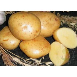 Картофель Гала