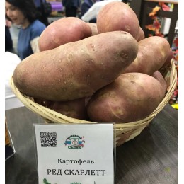 Картофель Ред Скарлет