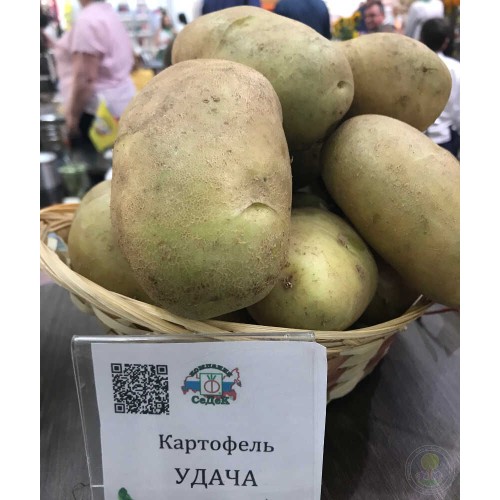 Картофель Удача