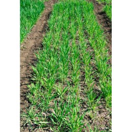 Овес яровой