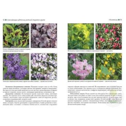 Книга Цветоводство. Теория и практика Бочкова И.Ю.