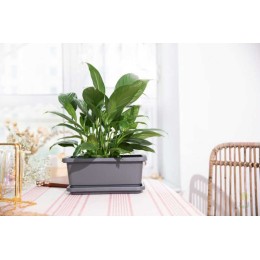 Балконный Ящик графит